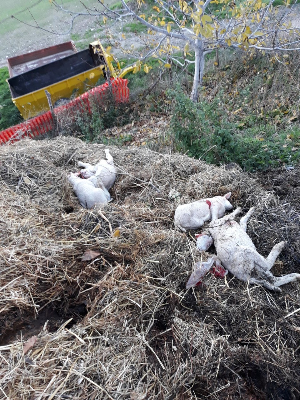 L’attacco di lupi e cinghiali: <br> la Casini accelera i rimborsi