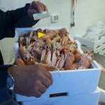 Pesce più caro al mercato ittico: scampi fino a 64 euro al chilo