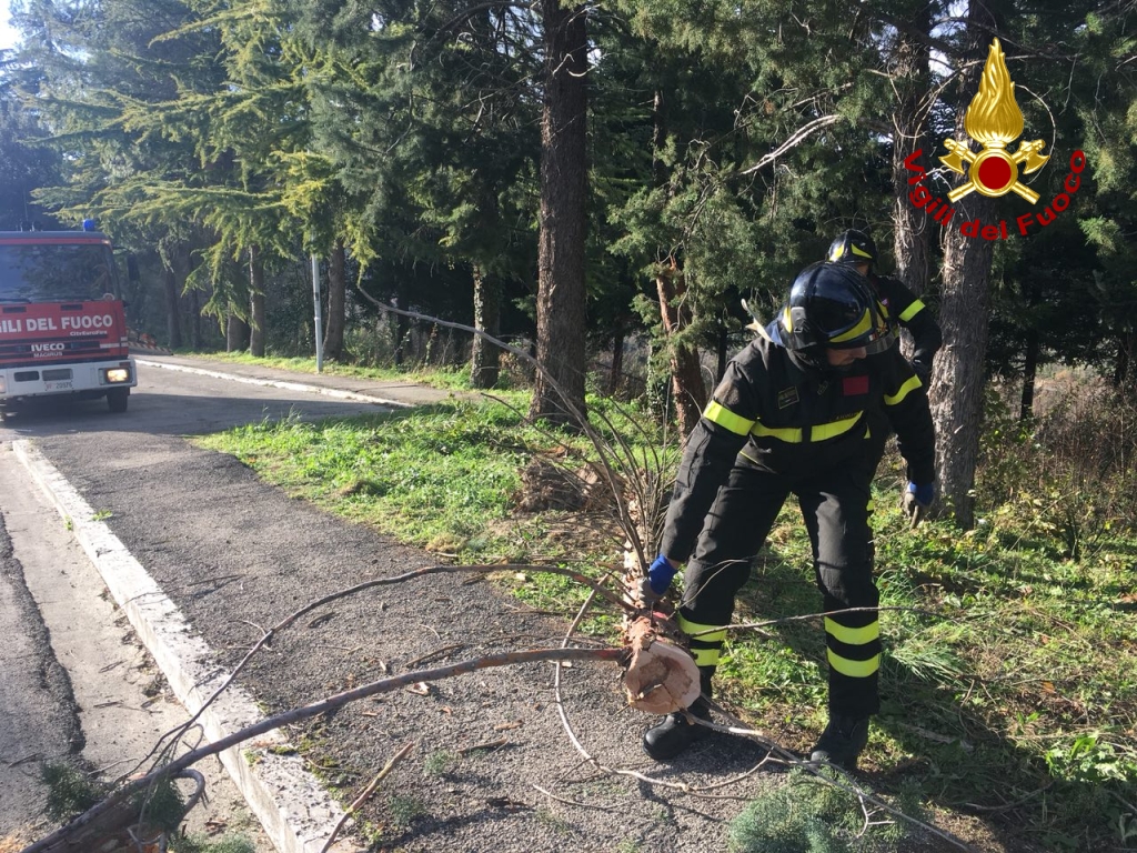 Ramo sfiora una donna, <br> momenti di panico al parco <br> di via Vittorio Emanuele Orlando