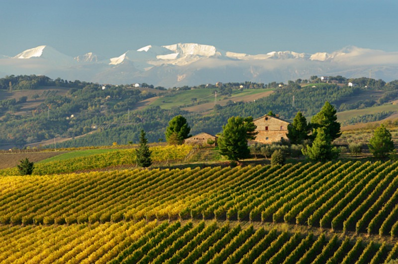 Nuovi vigneti, <br> domande entro il 31 marzo