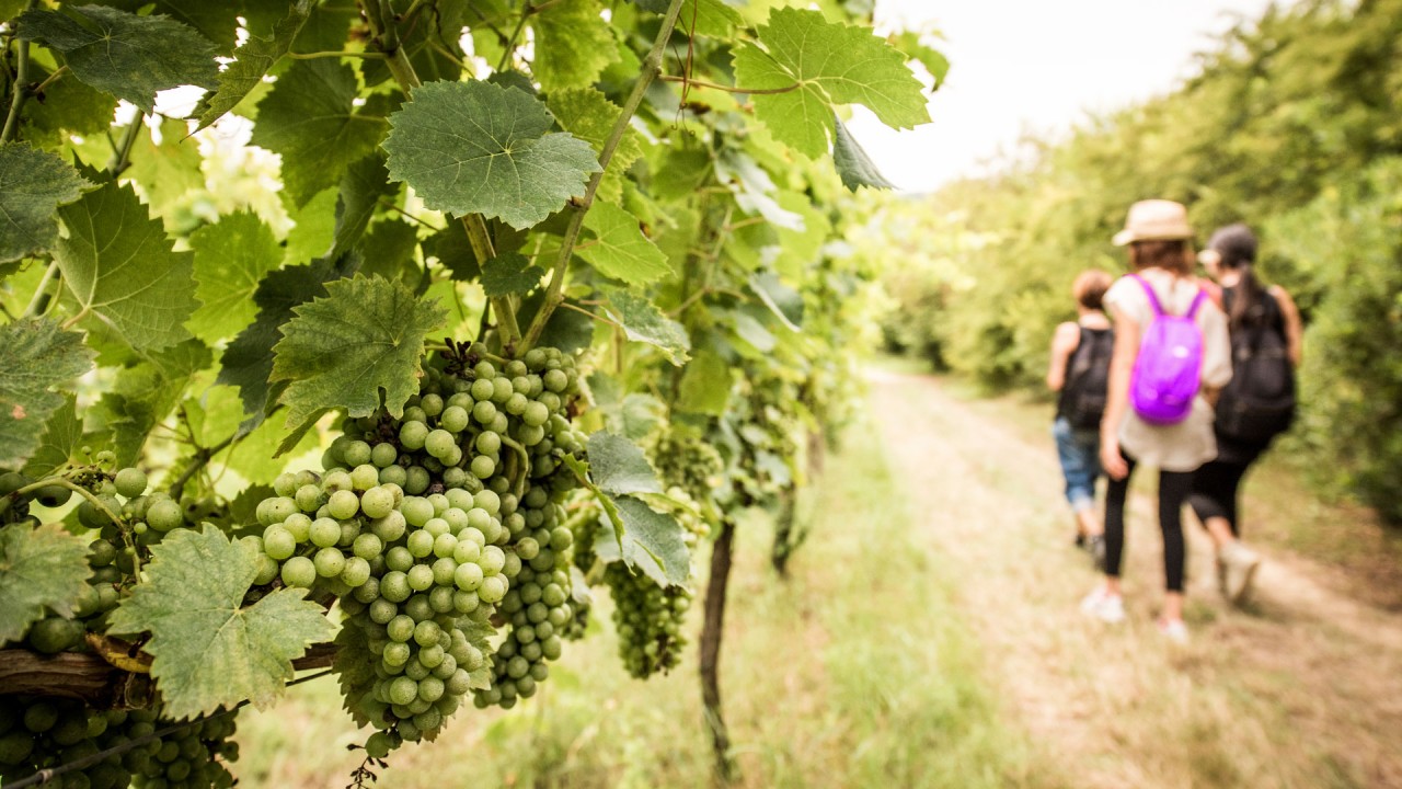 Natura, passeggiate e sapori doc <br> Torna la Mangialonga Picena