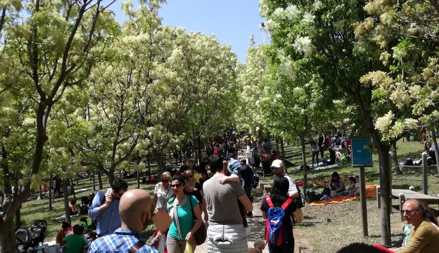 Hanami conferma il successo: <br> il Giappone rivive a Pedaso