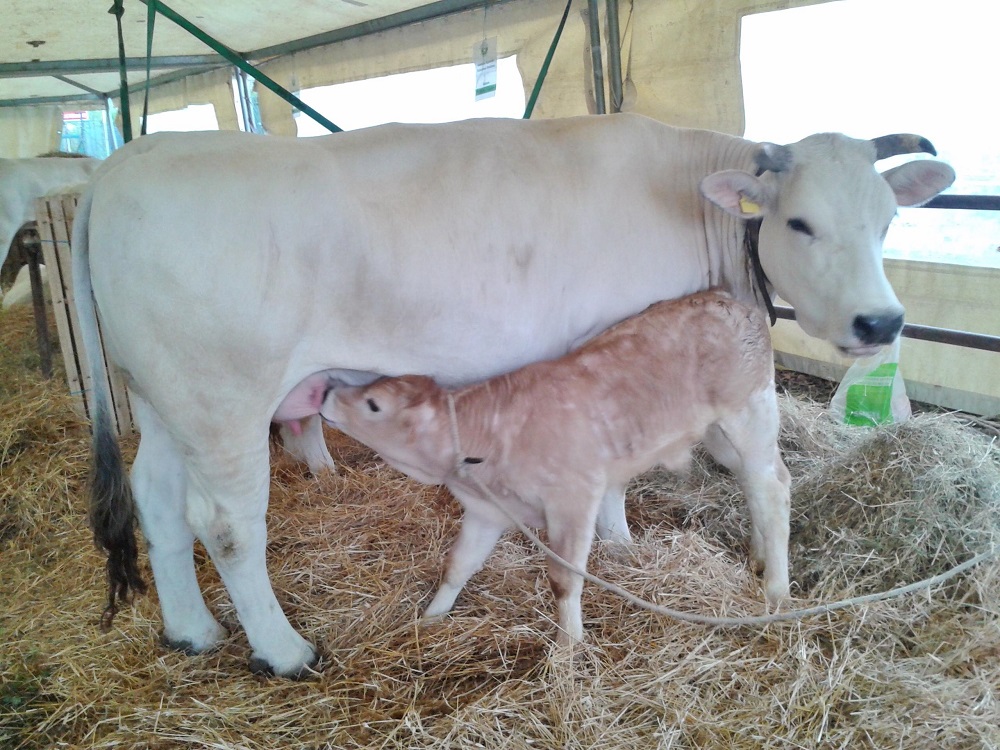 Una vetrina per i prodotti <br> agroalimentari dei Sibillini