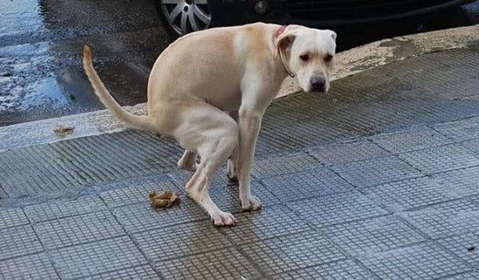 Cacche di cane per strada: <br> la prova del Dna <br> incastrerà i padroni sporcaccioni