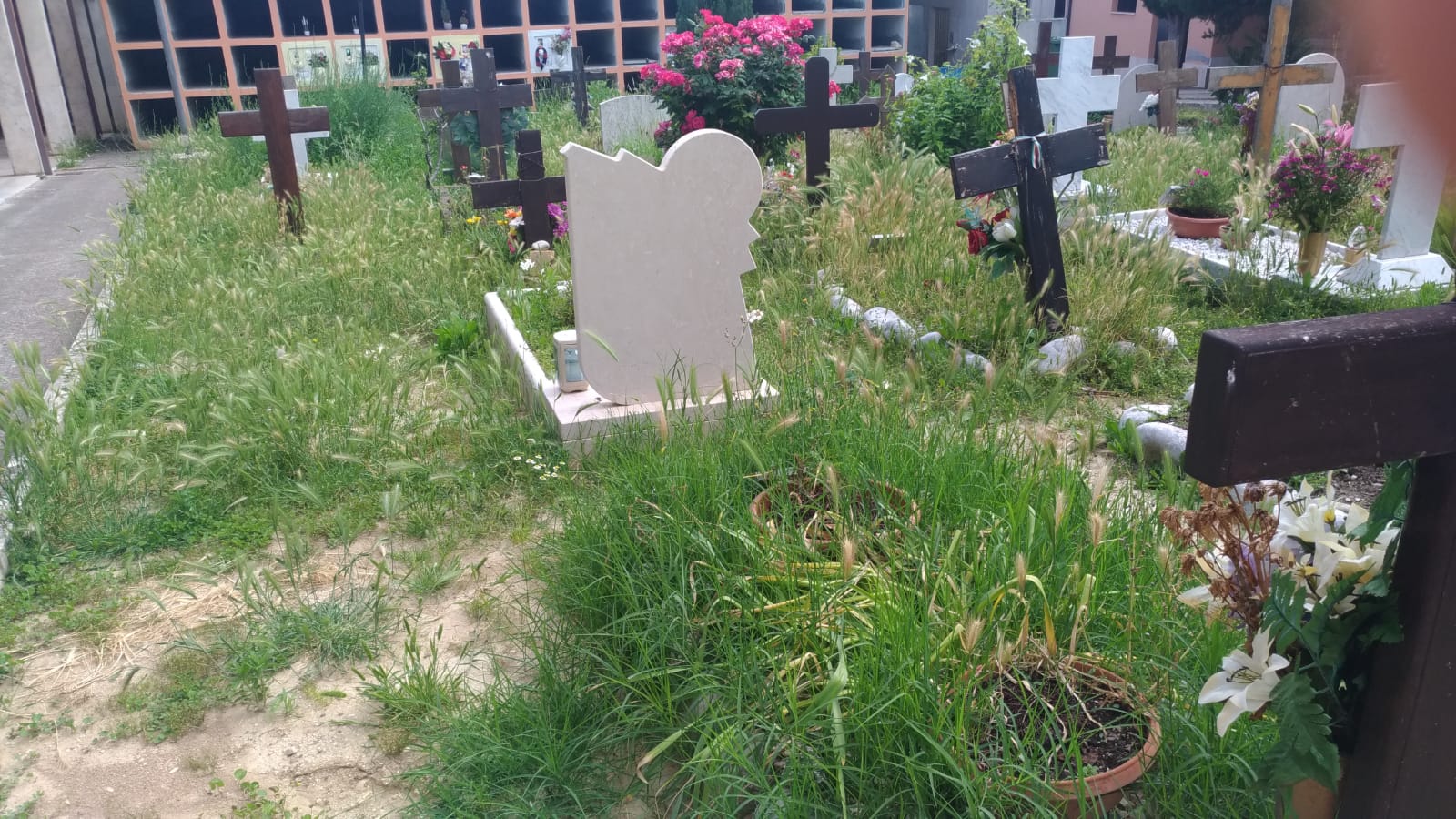 Un Camposanto di erbacce: <br> degrado dentro al cimitero
