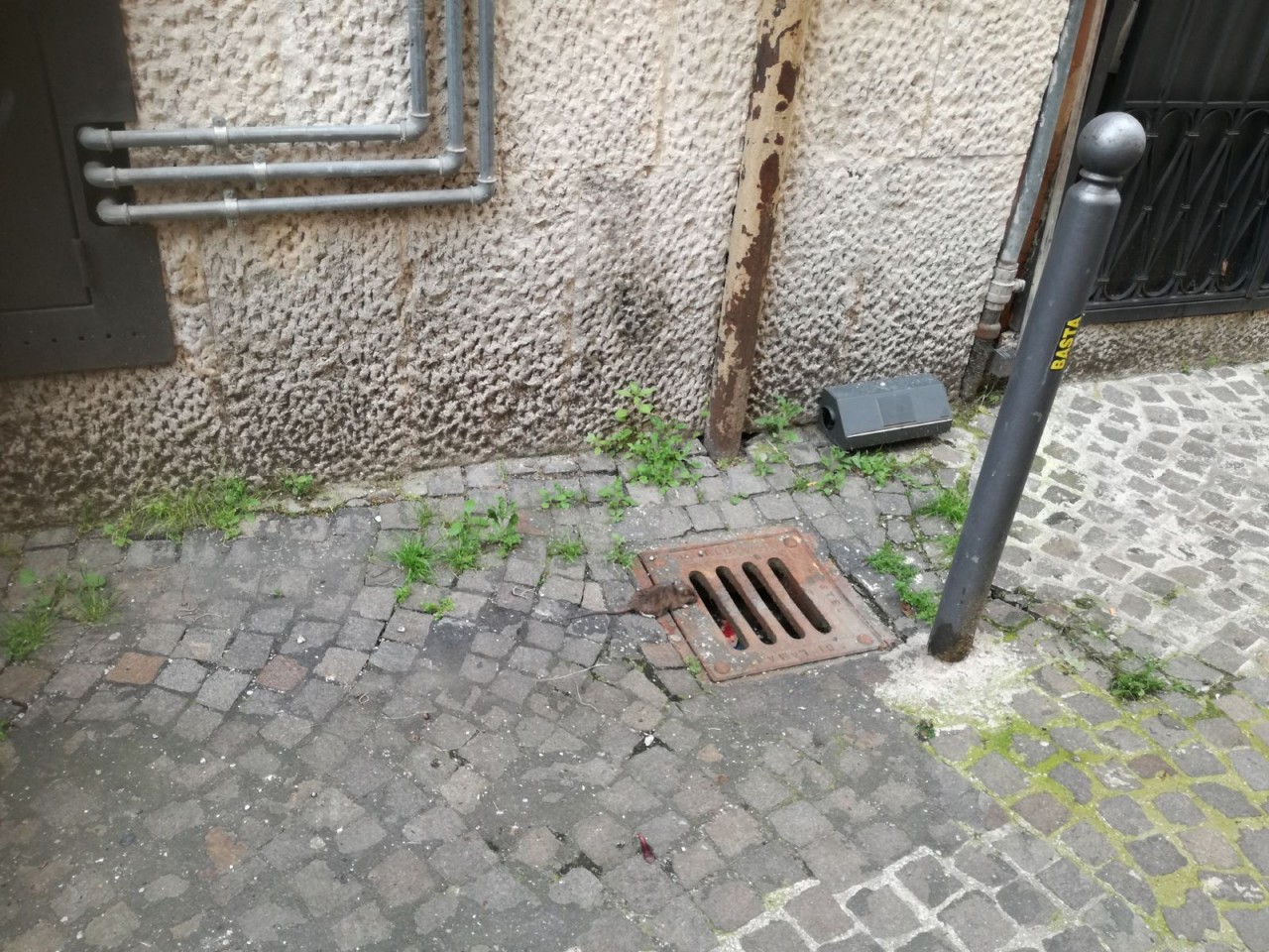 Allarme topi in centro storico <br> Residenti esasperati
