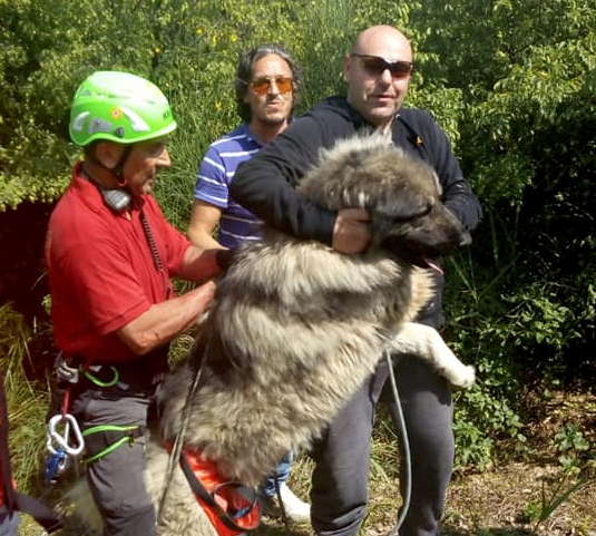 Recuperato dopo 24 ore <br> il cane “Orso” caduto nel burrone <br> <span> Foto