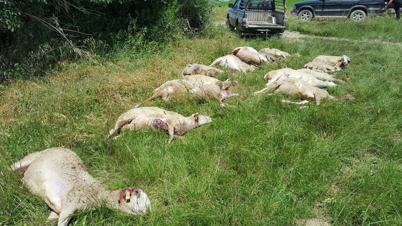 Pecore sbranate a Poggio di Bretta <br> Coldiretti: «Situazione insostenibile»