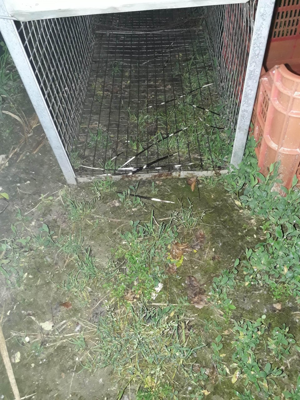 Trappola per l’istrice <br> sotto al ponte di Santa Chiara <br> Denunciato bracconiere <span> (Foto) </span>