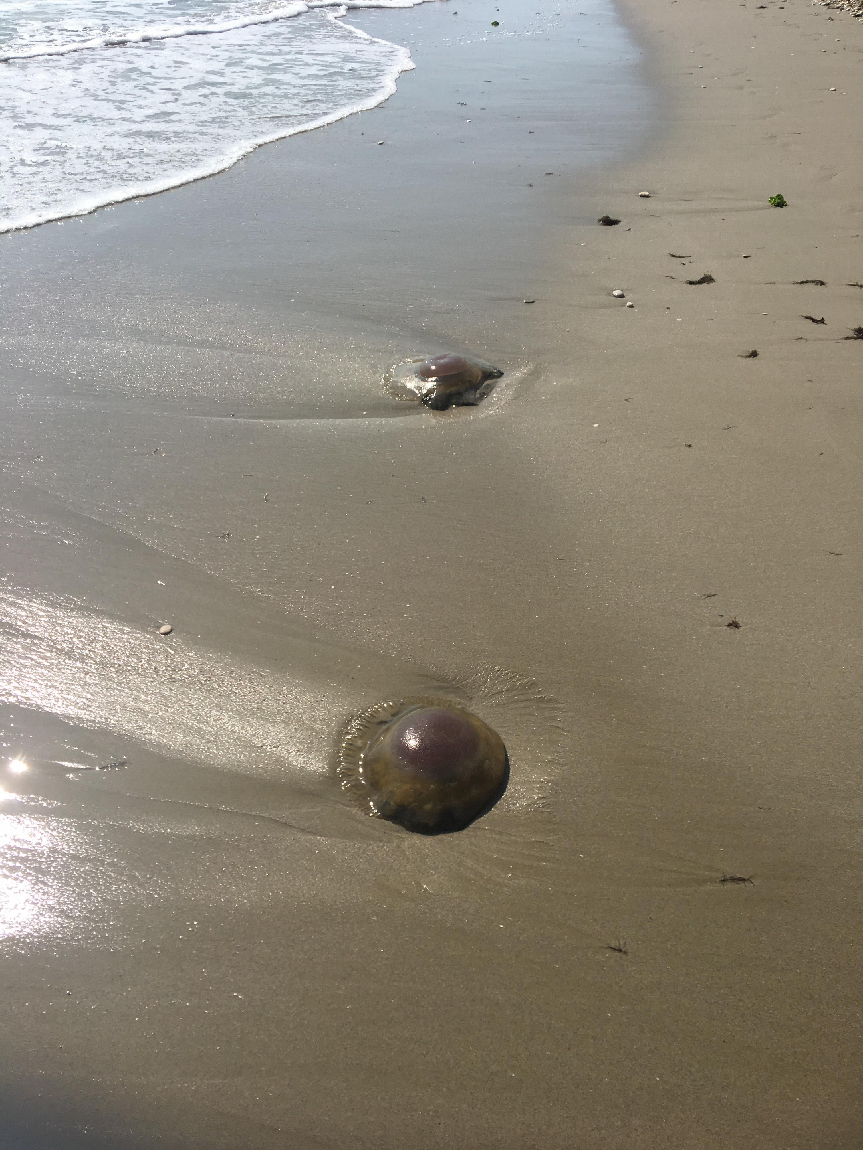 La mareggiata porta a riva<br> le meduse giganti <br><span> (Foto)