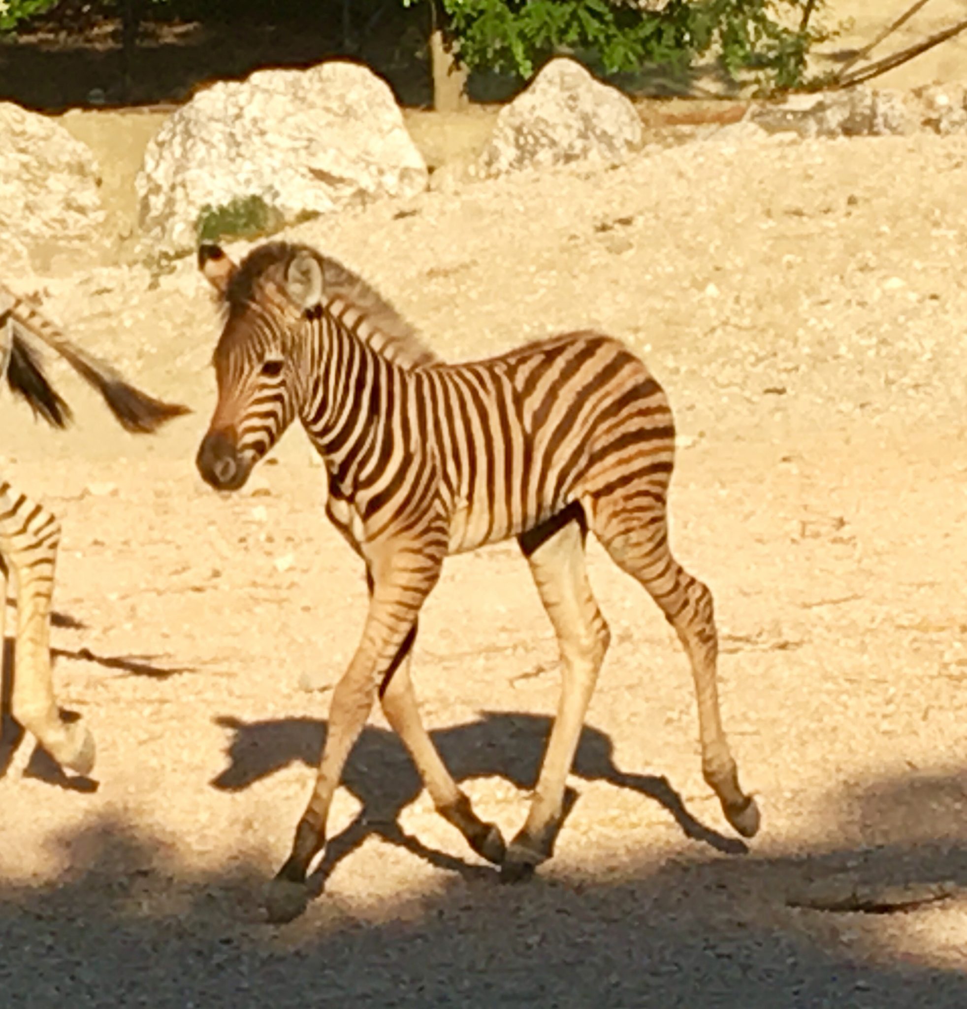 CR7 mania, il cucciolo di zebra nato <br> al parco zoo si chiamerà Cristiano
