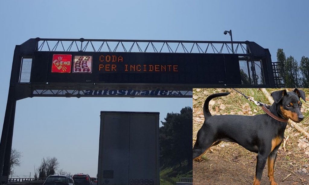 Un pinscher non abbandona <br> il padrone dopo l’incidente <br> e lo segue anche in ospedale