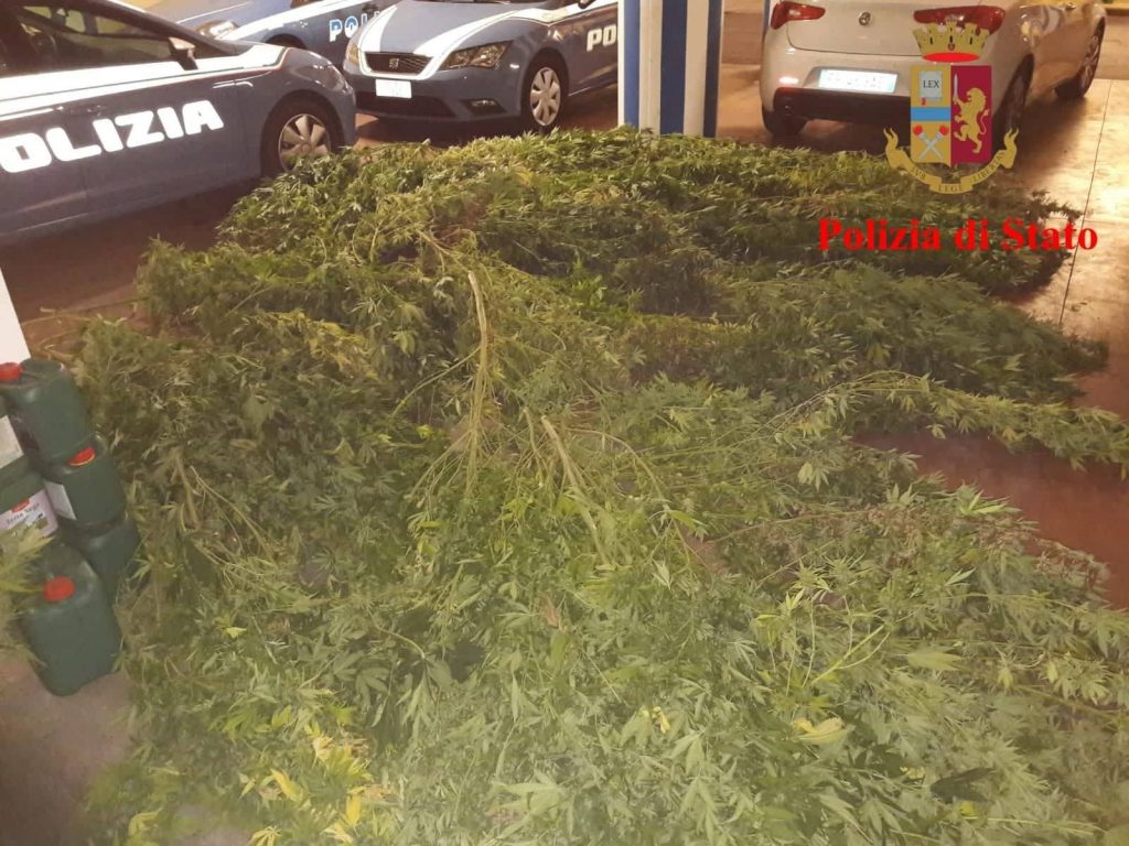 Ottanta chili di marijuana in casa: <br> arrestati padre, madre e figlio <br> <span> (Video)