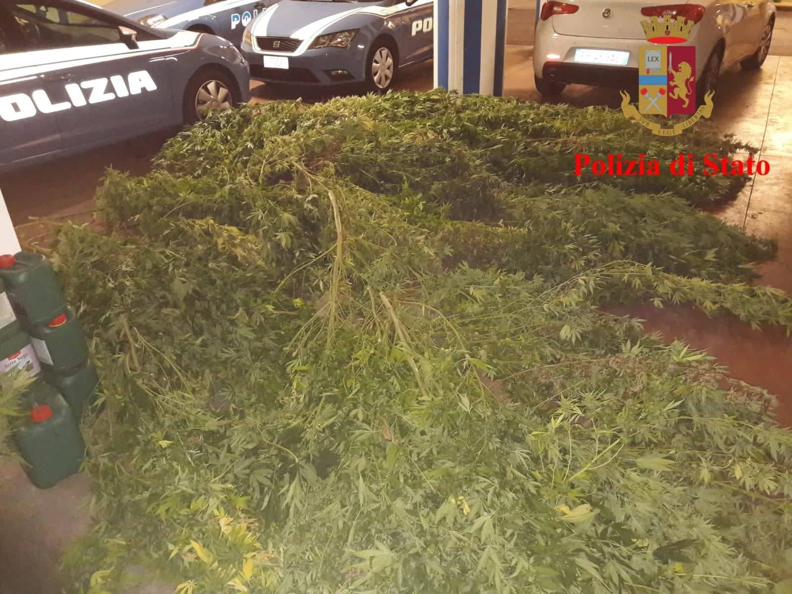Ottanta chili di marijuana in casa: <br> arrestati padre, madre e figlio <br> <span> (Video)