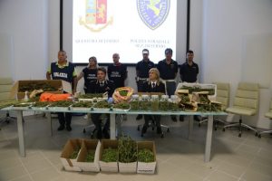 Scovata piantagione di cannabis: <br> 200 piante e 12 chili di marijuana, <br> in manette un uomo di 71 anni <br> <span> (Foto e Video)