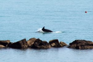 Lo spettacolare arrivo dei delfini <br> Salti e piroette a pochi metri dalla costa <br> <span> (Foto e Video) Lo spettacolare arrivo dei delfini <br> Salti e piroette a pochi metri dalla costa <br> <span> (Foto e Video)