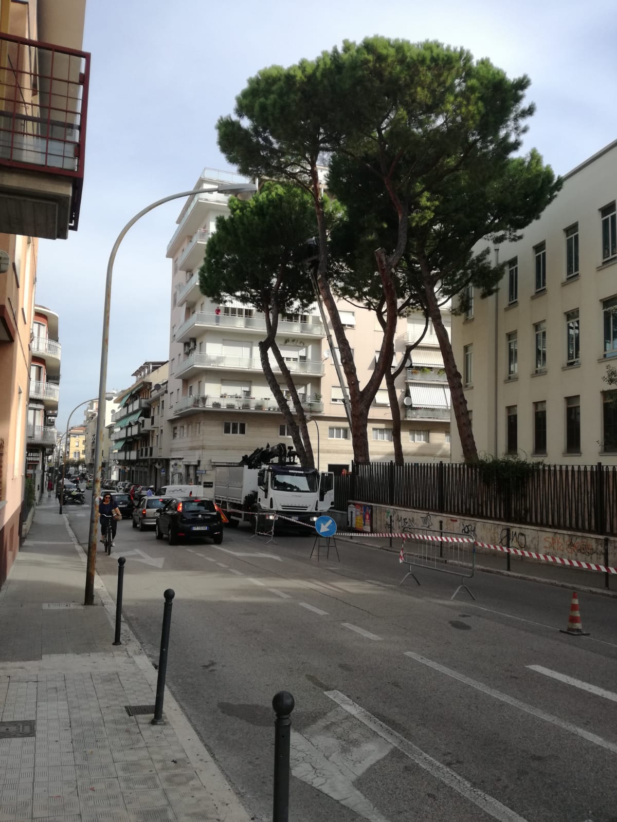 Abbattuti due pini pericolanti <br> nel cortile della scuola di via Moretti
