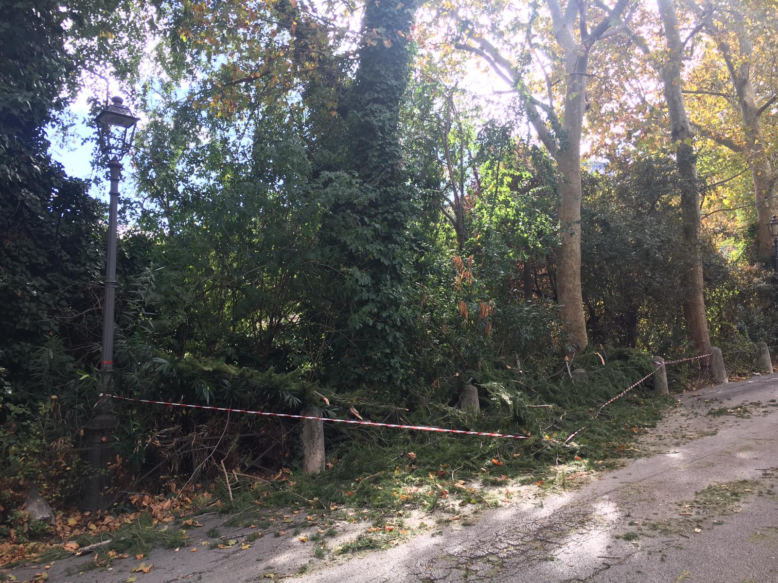 Tempesta notturna di vento: <br> alberi abbattuti, centrata un’auto