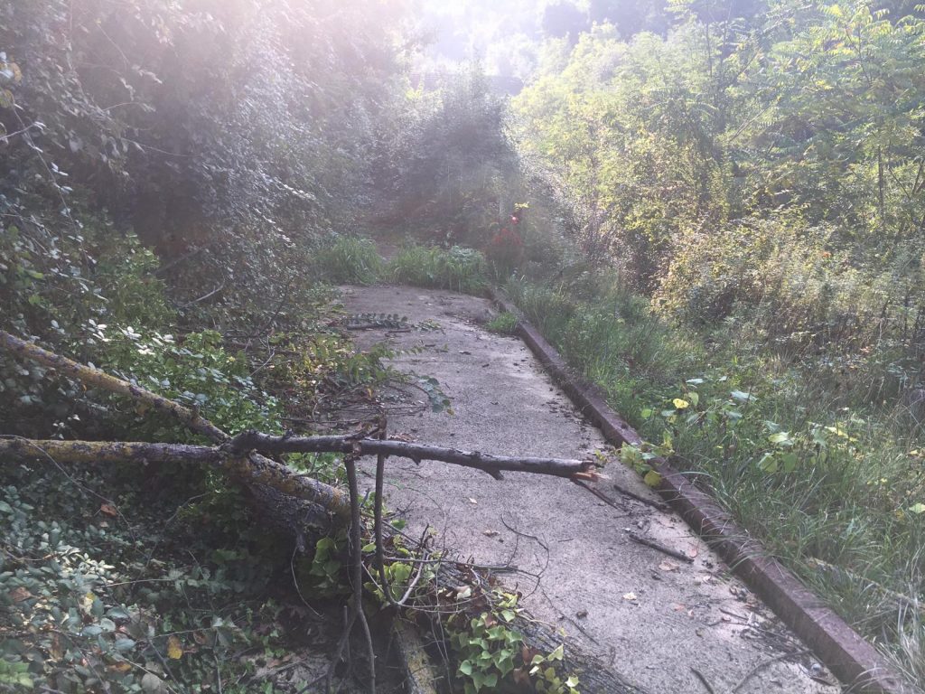 Ciclabile sul Castellano, quanti soldi sprecati <br> Sembra di stare nella foresta amazzonica <br> <span> (Foto e video) </span>