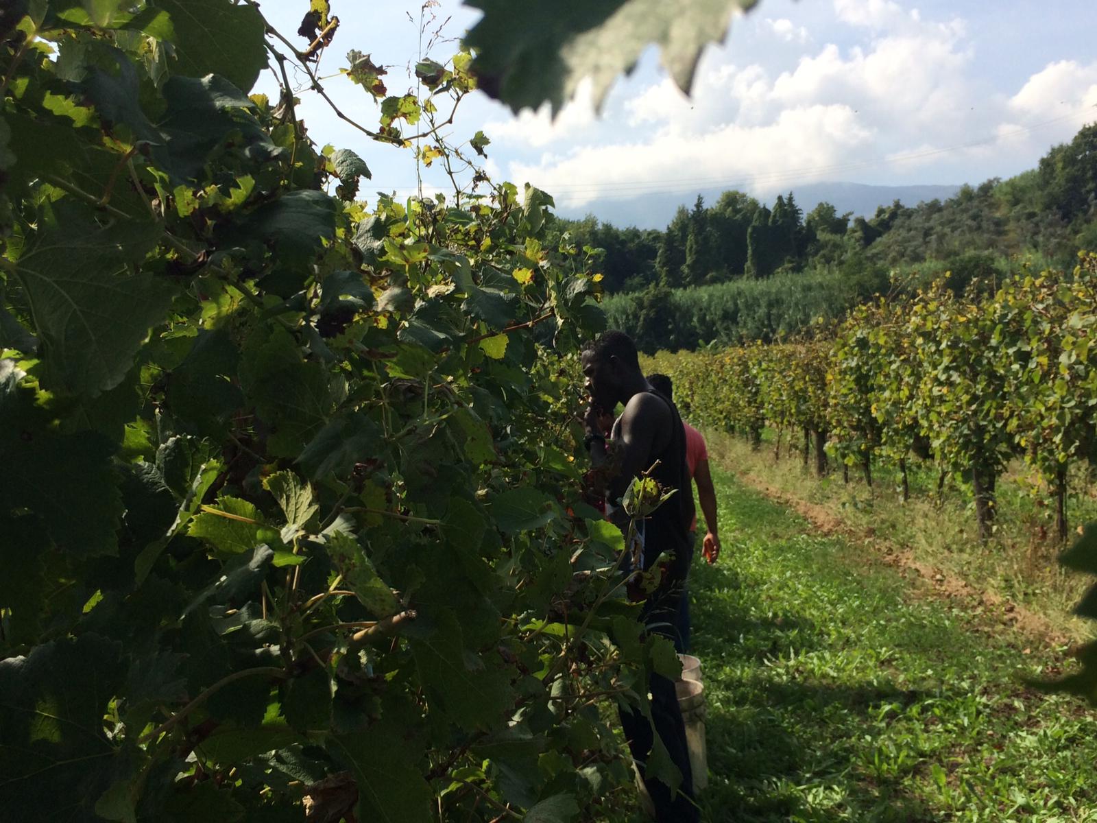 Siccità e caldo eccezionale: <br> la vendemmia a Ferragosto