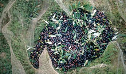 Olive pubbliche, <br> riaperto il bando <br> per assegnare le piante