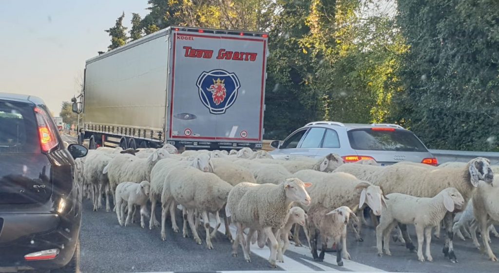 Scena surreale tre le auto che sfrecciano <br> Il gregge scorrazza sulla Ascoli-Mare <br> <span> (Foto e video) </span>