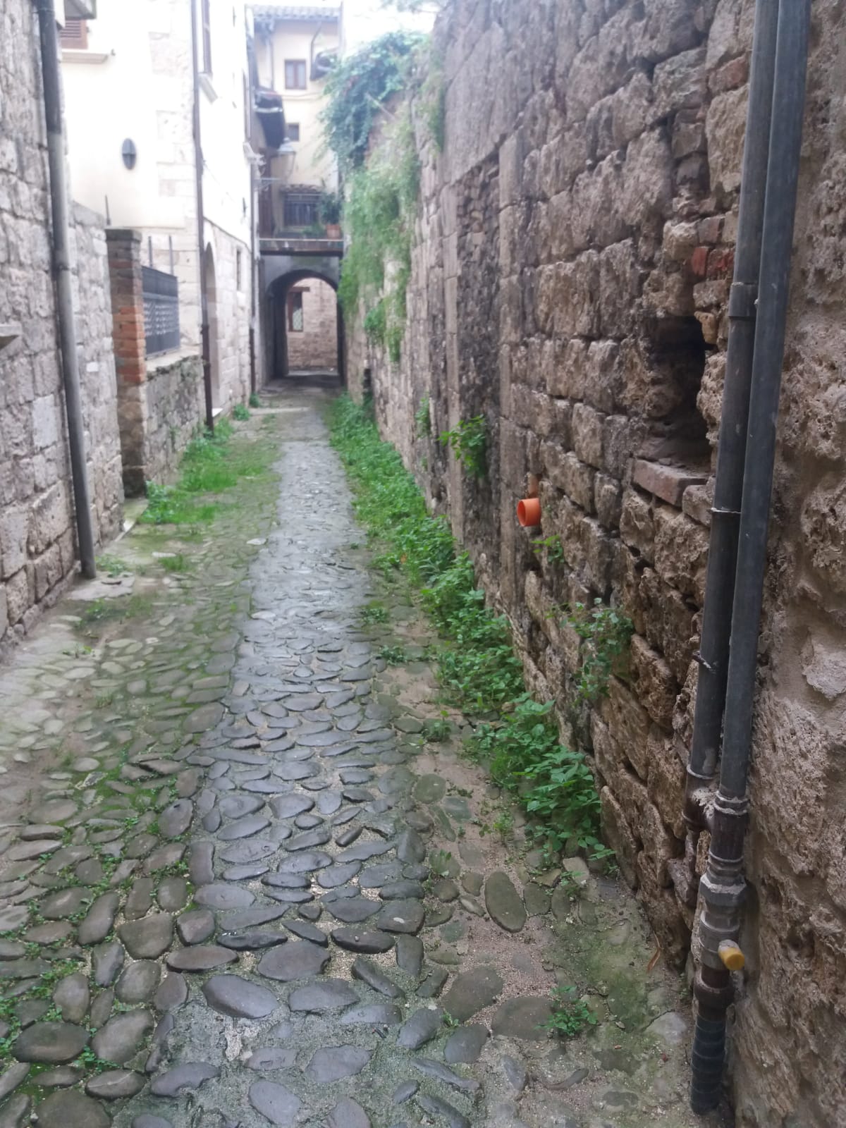 La rua dimenticata <br> dai decespugliatori