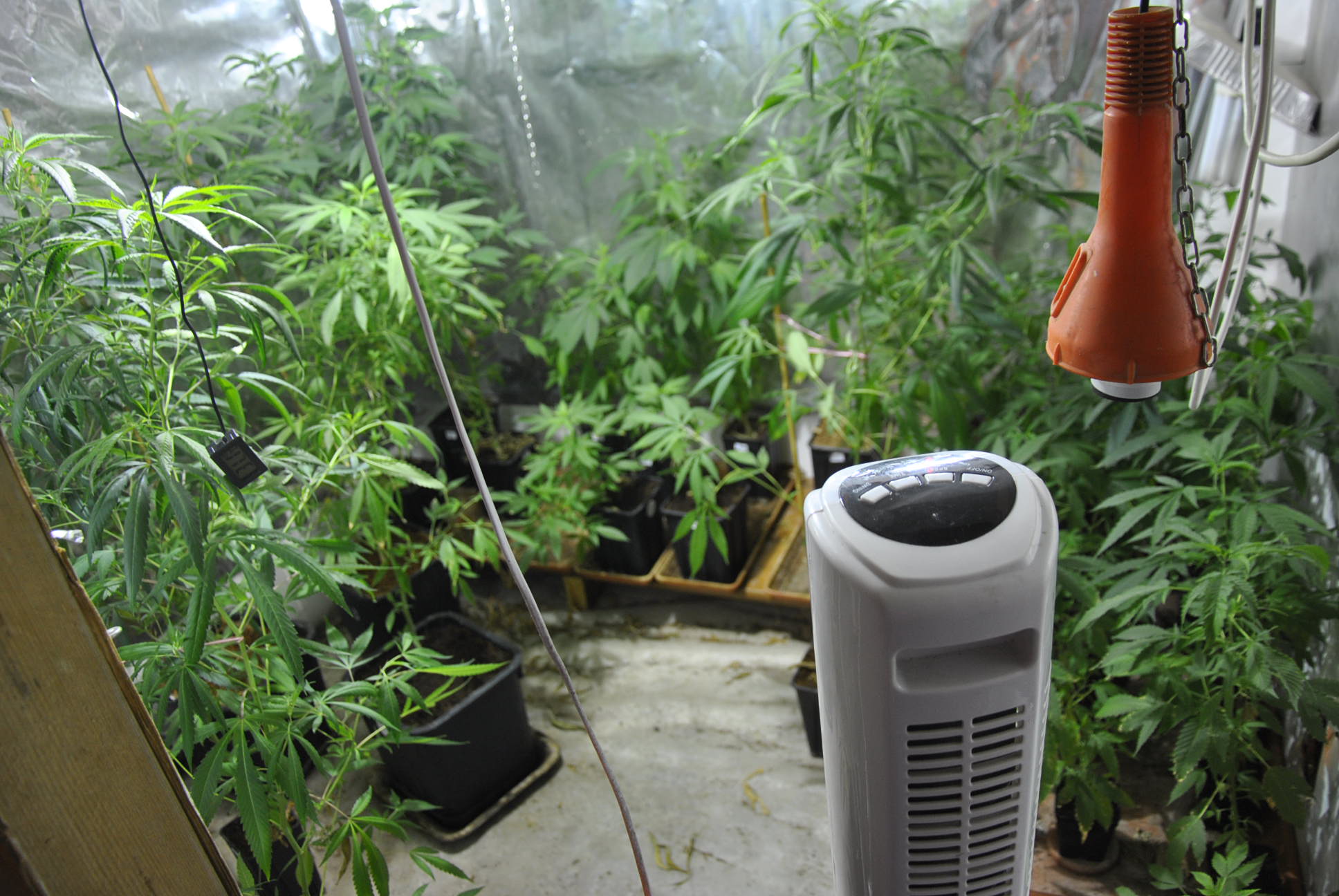 Oltre 6 tonnellate di marijuana <br>sequestrate nelle Marche <br> Tanti i minori segnalati alle Prefetture