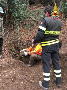 Il cane Laika resta intrappolato <br> nella tana dell’istrice: <br> salvato dai Vigili del fuoco (Video)