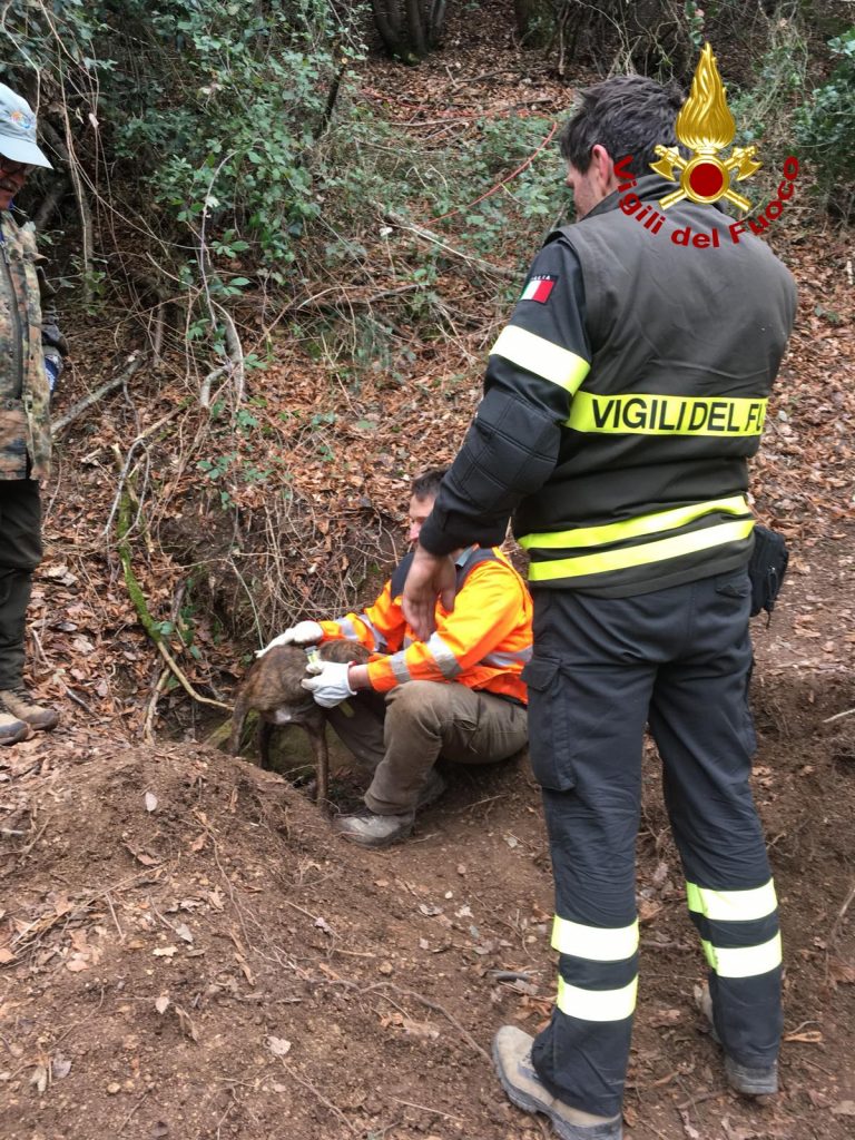Il cane Laika resta intrappolato <br> nella tana dell’istrice: <br> salvato dai Vigili del fuoco (Video)