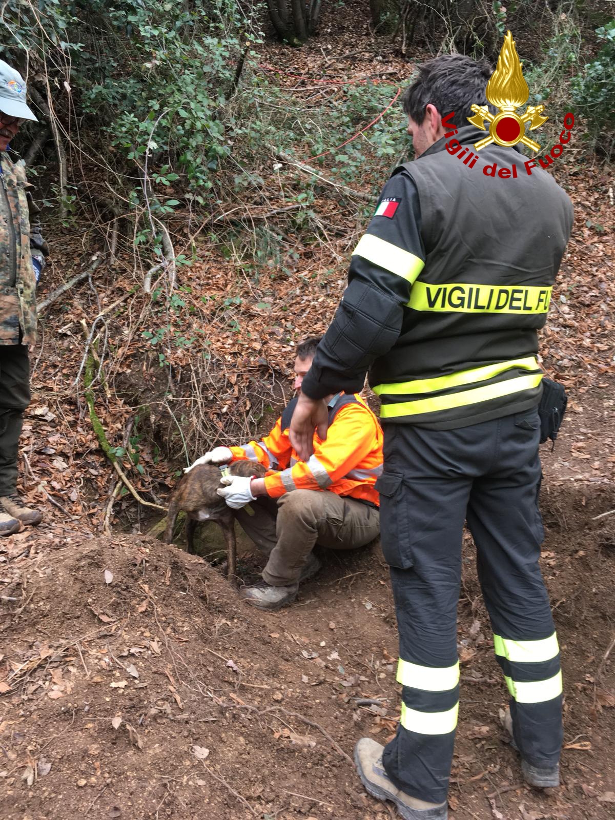 Il cane Laika resta intrappolato <br> nella tana dell’istrice: <br> salvato dai Vigili del fuoco (Video)