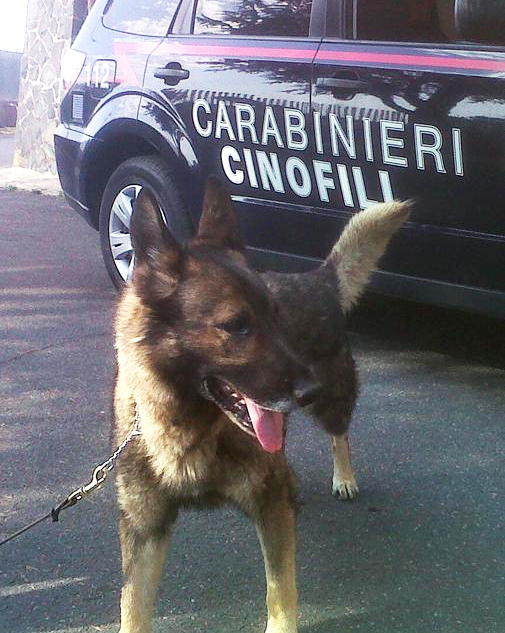 Blitz antidroga, arrestato 27enne <br> grazie al fiuto di Anita <br> cane-carabiniere