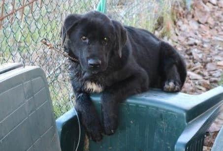 Maltrattamenti animali: <br> un cane morto e uno ferito <br> I Forestali denunciano un 58enne