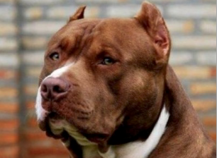 King, il pitbull che aggredì <br> operatore del canile: <br> l’Enpa vuole adottarlo King, il pitbull che aggredì <br> operatore del canile: <br> l’Enpa vuole adottarlo
