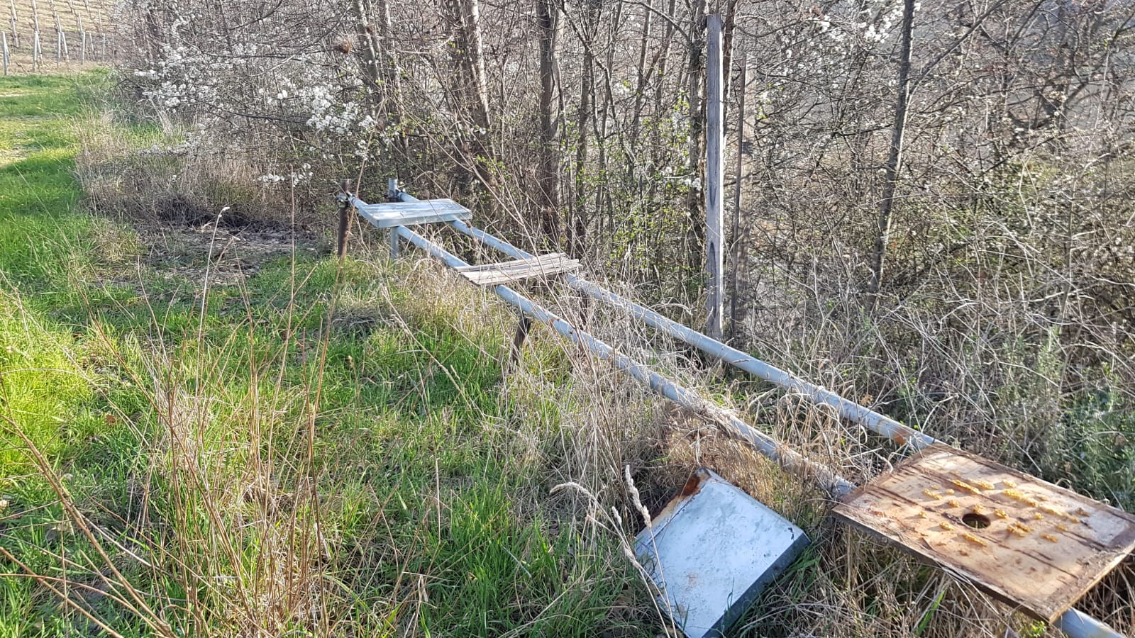 Ecco ora anche i ladri di api, <br> rubate le casse degli alveari