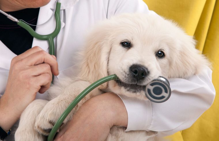 Ricetta veterinaria elettronica, <br> grande risposta <br> all’appello di Federfarma
