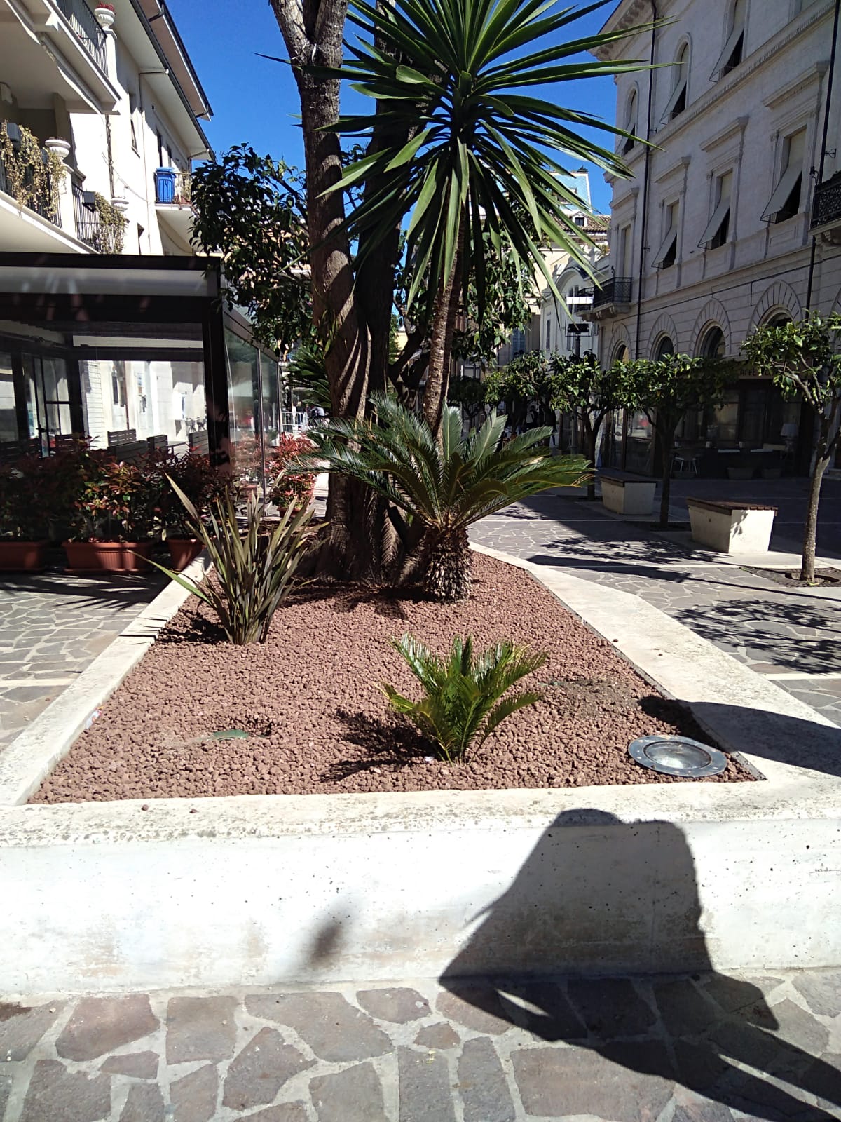 Ladri in centro a Grottammare <br> rubano le piante dalle aiuole