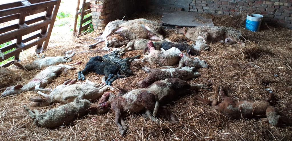 Uccise sei pecore e dodici agnelli, <br> stavolta sono stati i lupi