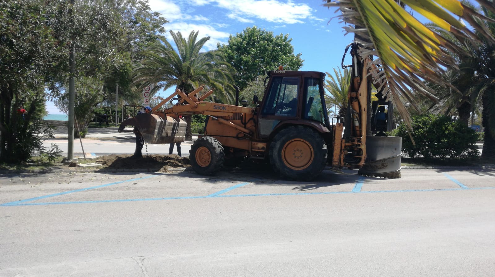 Quaranta palme sul lungomare <br> dopo i danni causati dal punteruolo