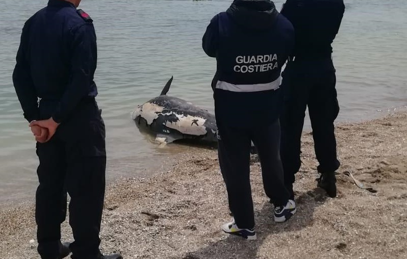 Delfino ritrovato sulla battigia: <br> probabile l’ingestione <br> di reti da pesca