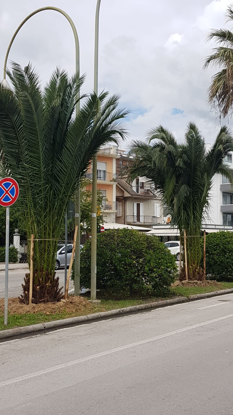 La risposta al punteruolo è il reimpianto: <br> collocate 40 palme sul lungomare