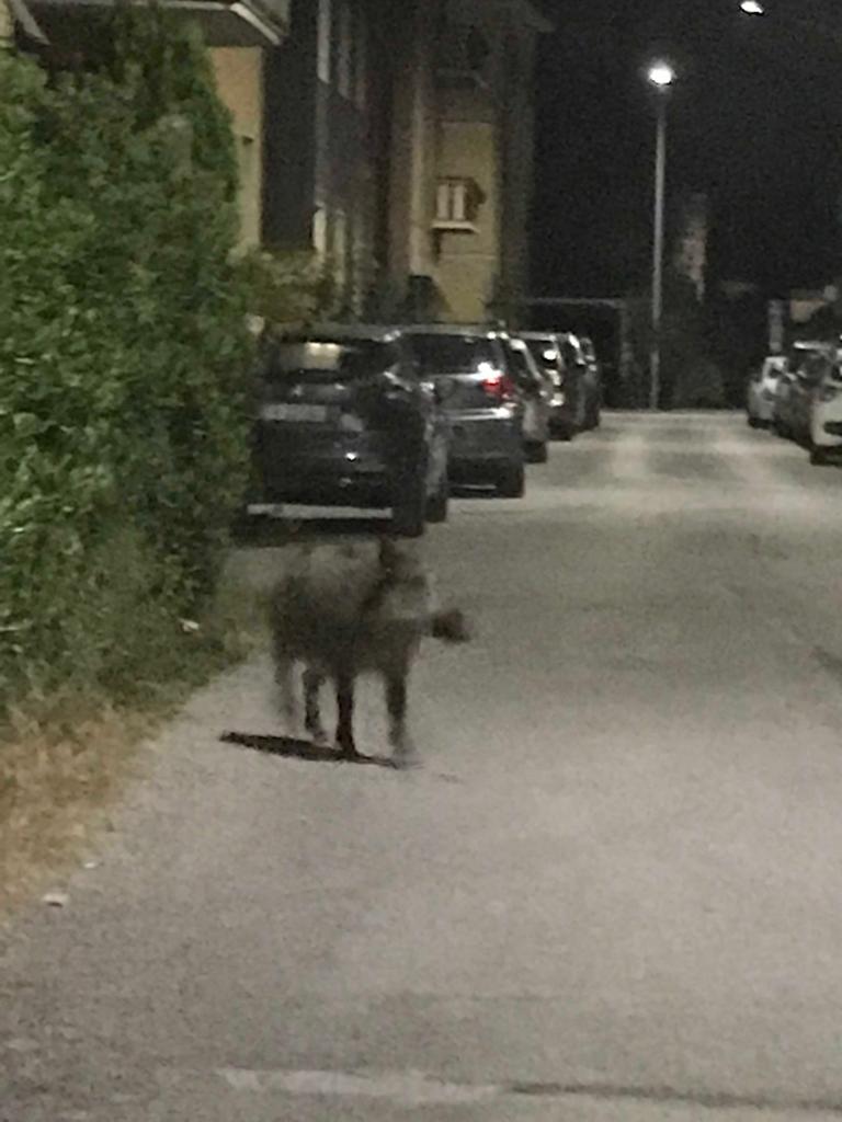Cinghiale a spasso in via Boito, <br> nuovo avvistamento a Porta Solestà