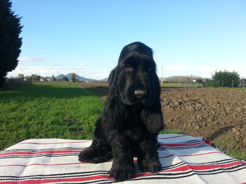 Ruba un cucciolo di cocker, <br> ma la Polizia lo ritrova <br> e fa ritrovare il sorriso a una bambina
