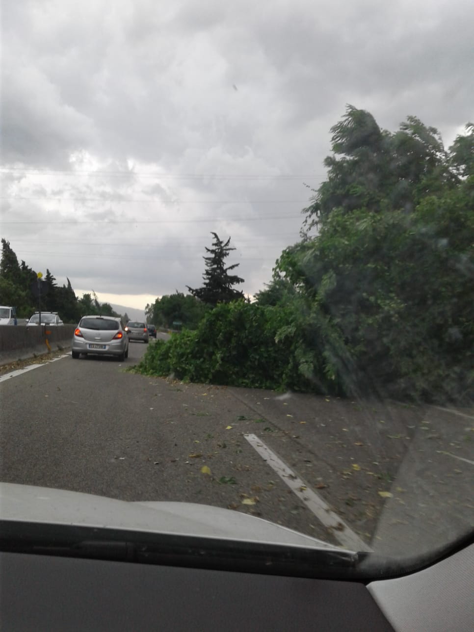 Tromba d’aria sulla costa, <br> albero si abbatte sull’Ascoli-Mare