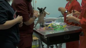 Traffico di cuccioli importati dall’estero: <br> denunciato un acquavivano <br> <span> (Foto e Video) </span>