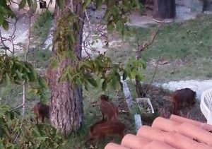 Cinghiali nel giardino di casa: <br> a Rosara non è una moda <br> ma una piaga diventata routine <span> (Video)