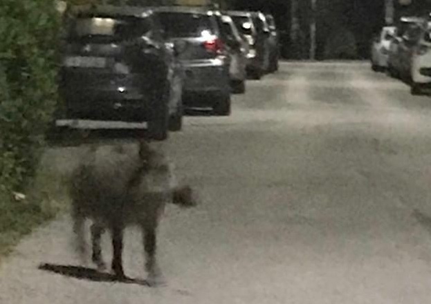 I cinghiali sono diventati <br> l’incubo degli abitanti di Rosara