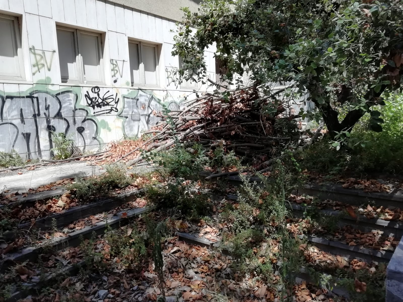 Puzza, erbacce e degrado: <br> lo “spettacolo” davanti <br> alla scuola D’Azeglio <span> (Foto) </span>