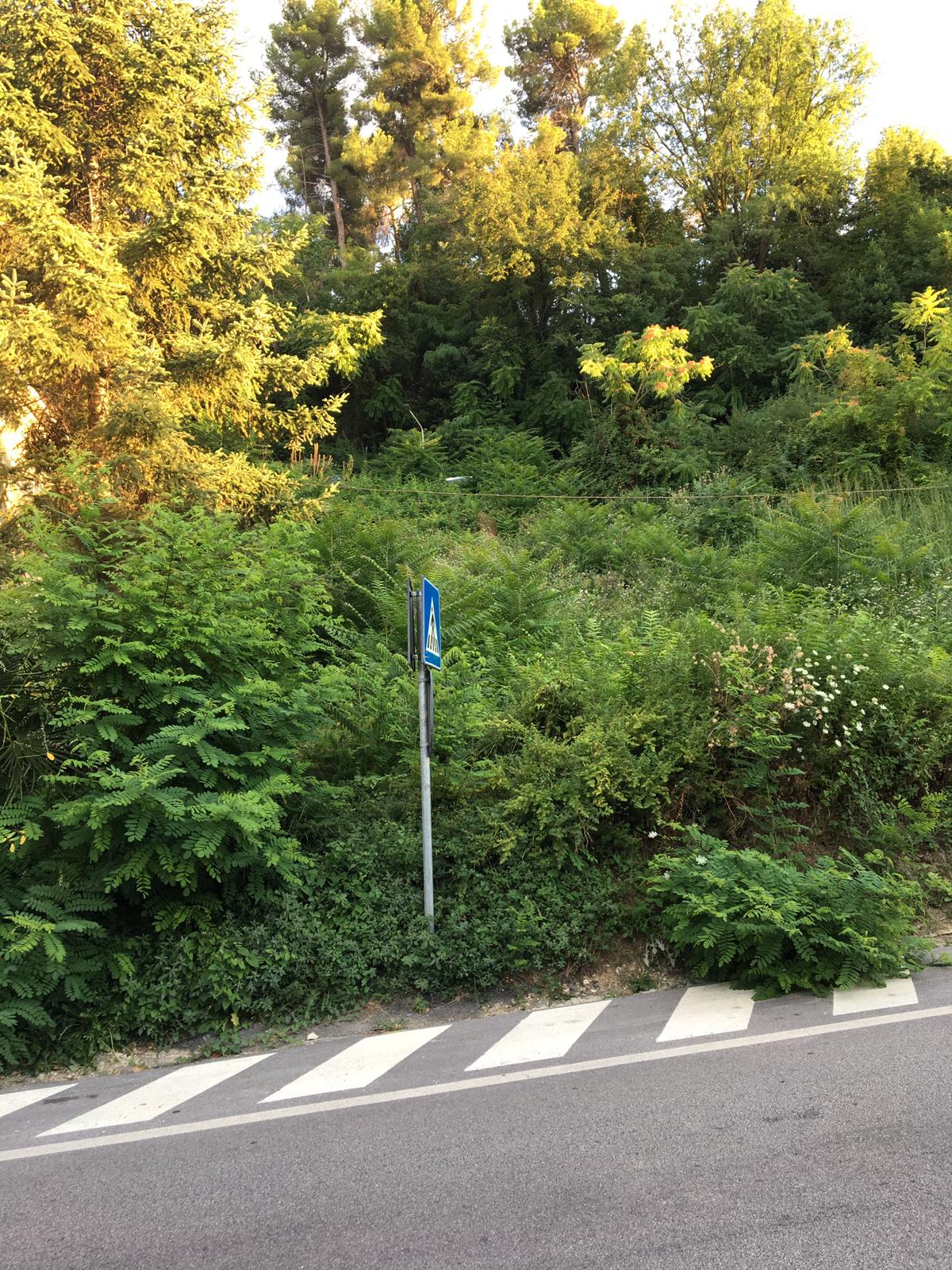 In via Ricci non manca nulla: <br> la giungla invade la strada