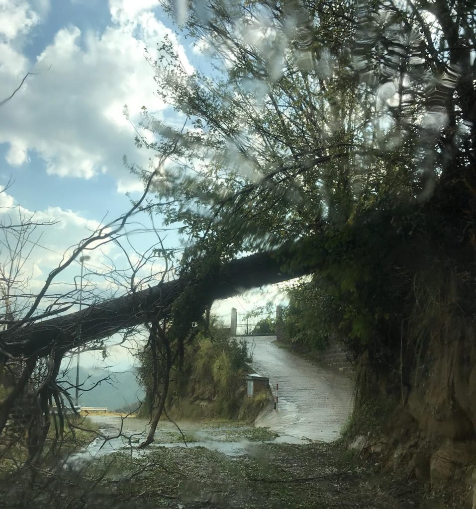 Maltempo, albero cade su un’auto <br> Tragedia sfiorata a Venarotta <br> <span> (Foto e video) </span>